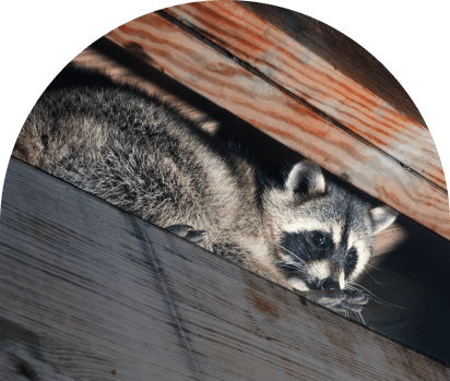 Animal Removal Services